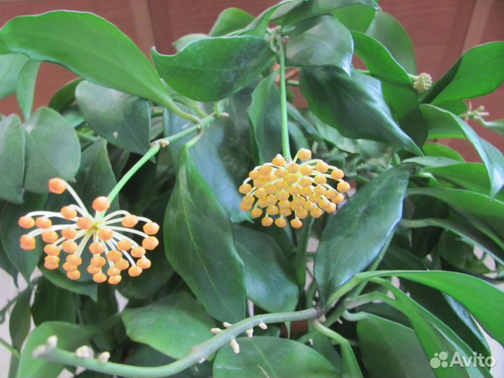 Хойи продажа