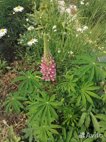 Саженцы люпин