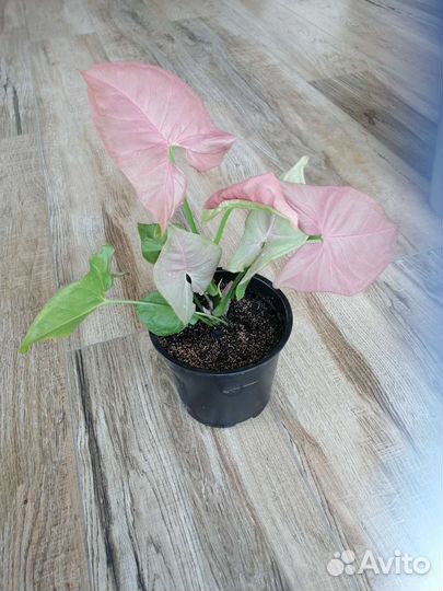 Сингониум неон робуста