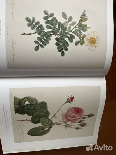The roses альбом