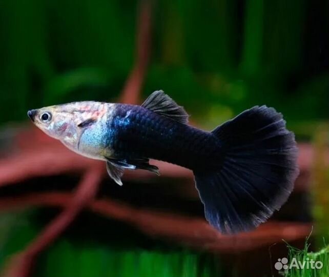 Гуппи черный смокинг, живородящие рыбки