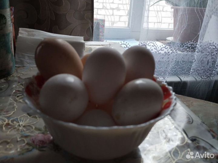 Домашние куриные яйца