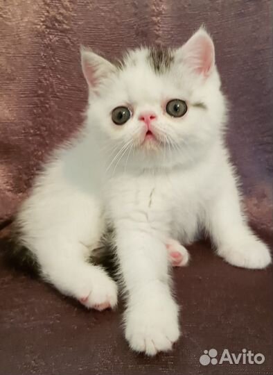 Котёнок экзот