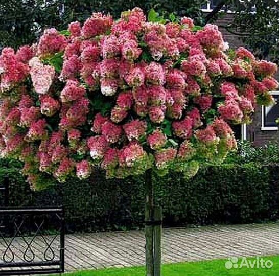 Гортензия на штамбе