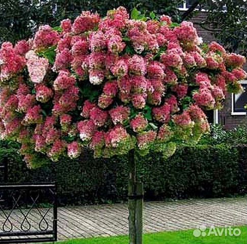 Гортензия на штамбе