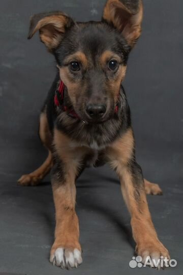 Щенок девочка в добрые руки