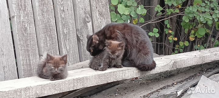 Отдам кота в добрые руки