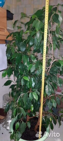 Фикус Бенджамина Даниэль