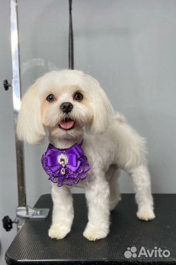 Груминг. Стрижка собак и кошек