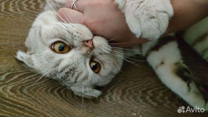 Кот в дар