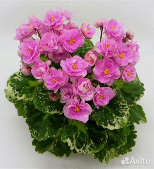 Детки сортовых мини фиалок