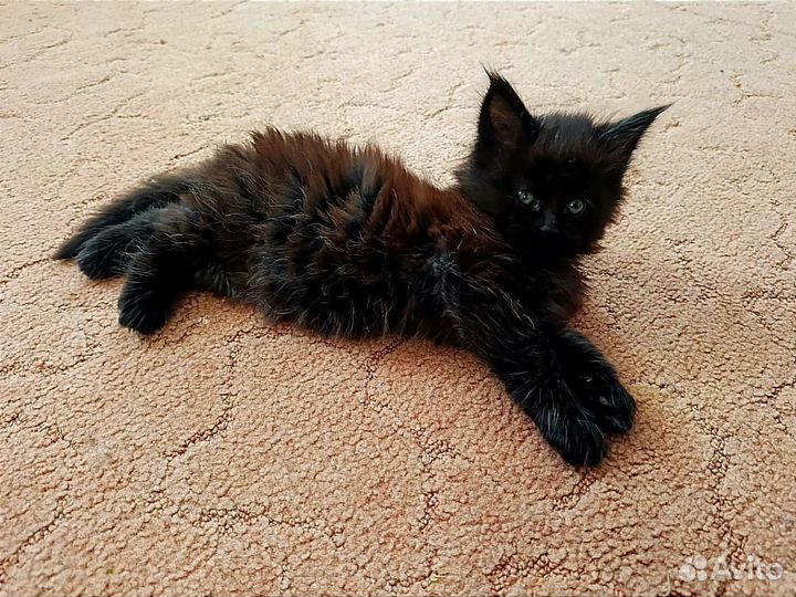 Котята мейн-кун