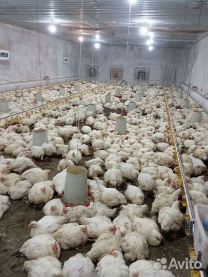 Куры бройлеры
