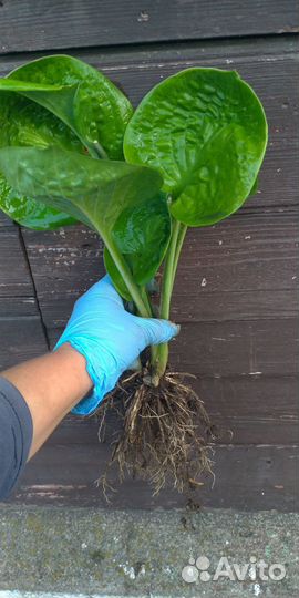 Хоста Maui Buttercups,Kiwi Spearmint