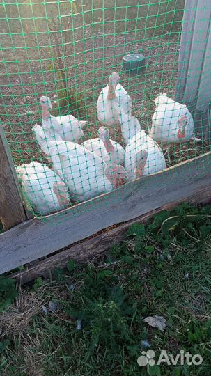 Продам мясо индюка