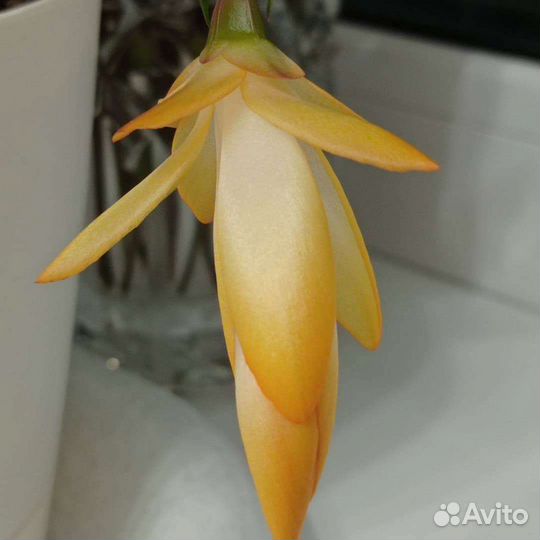 Декабрист белый и красный