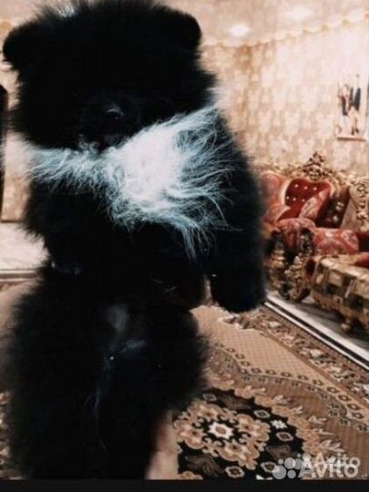 Померанский шпиц