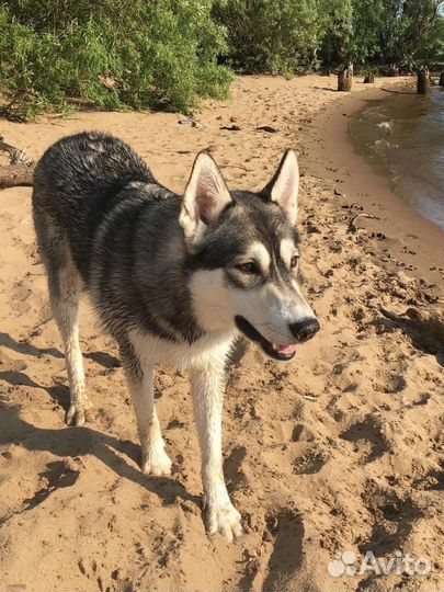 Отдам в добрые руки щенка