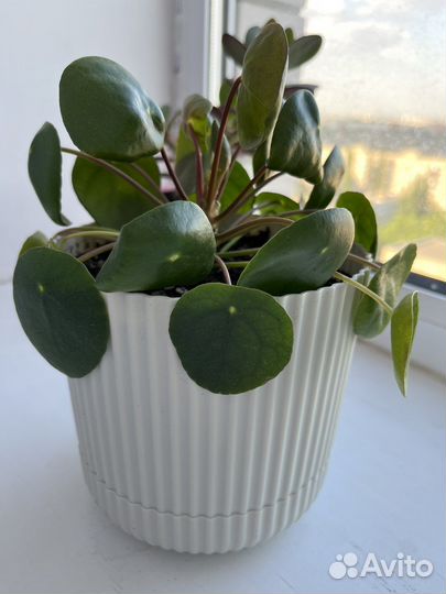 Пилея пеперомиевидная