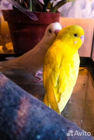 Попугай волнистый (птенцы с клеткой)