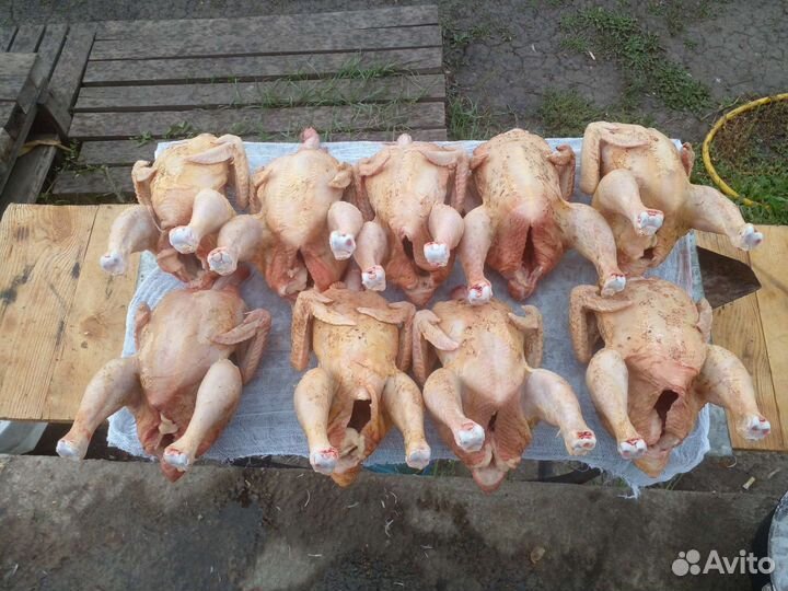 Мясо домашней курицы