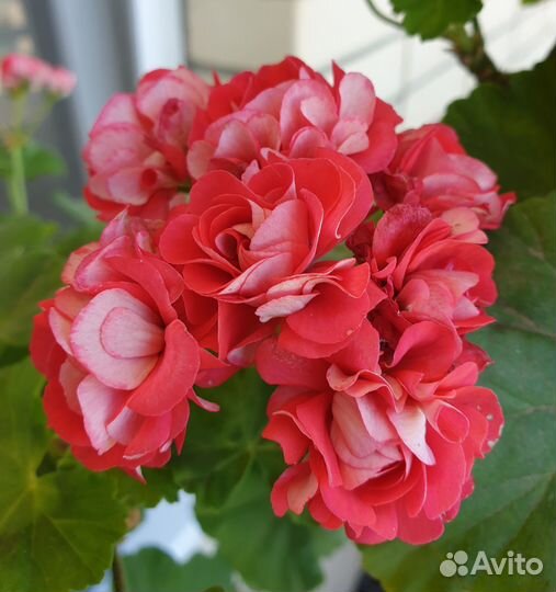 Герань (пеларгония)