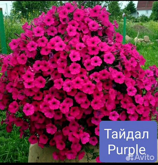 Рассада петунии Тайдал