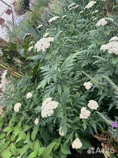 Тысячелистник гигант / колокольчики