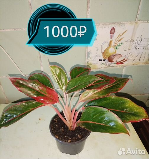 Аглаонема Аврора Сиам