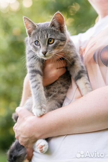 Котята Бусик и Персея в добрые ручки