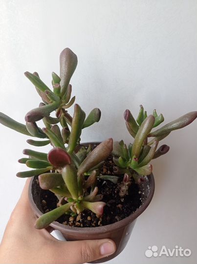 Суккуленты почтой