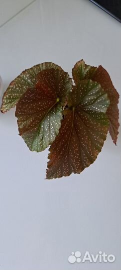 Бегония крылья ангела