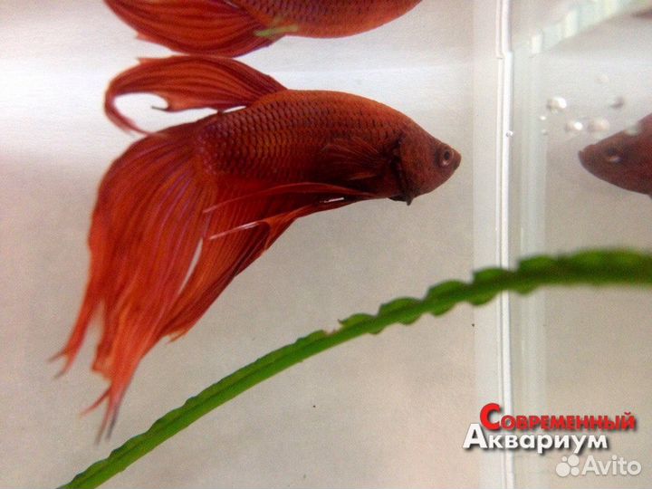 Рыбки Петушки