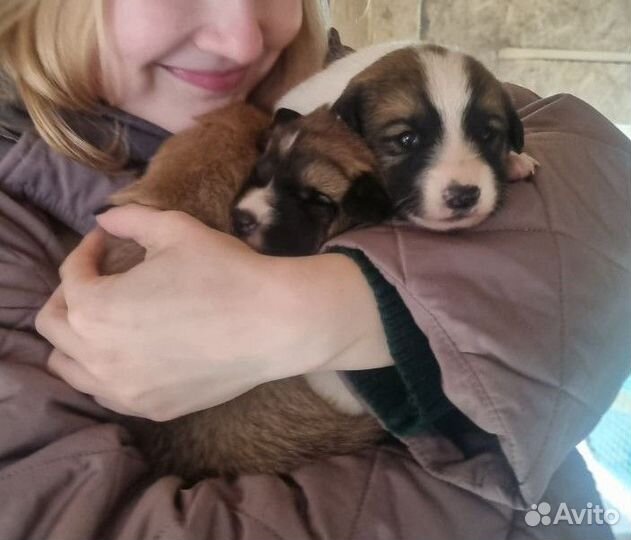 Щенки умные-здоровые-крепкие-веселые