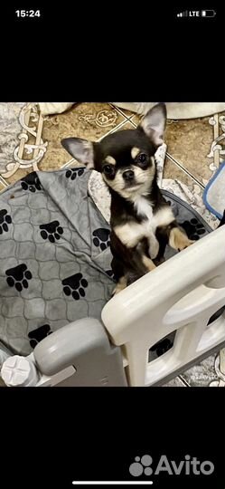 Девочка Шанти