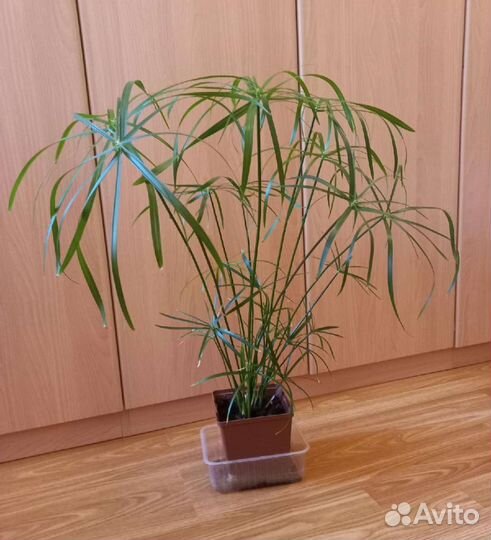 Сансевьерия, алое, циперус