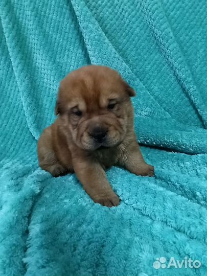 Продаю щенков шарпея