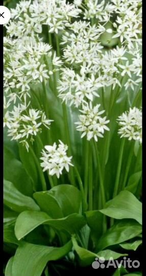 Луковицы черемши, растения