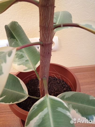 Фикус Эластика 