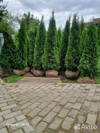 Туя Смарагд