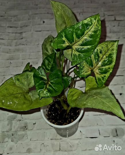 Сингониумы сортовые в ассортименте