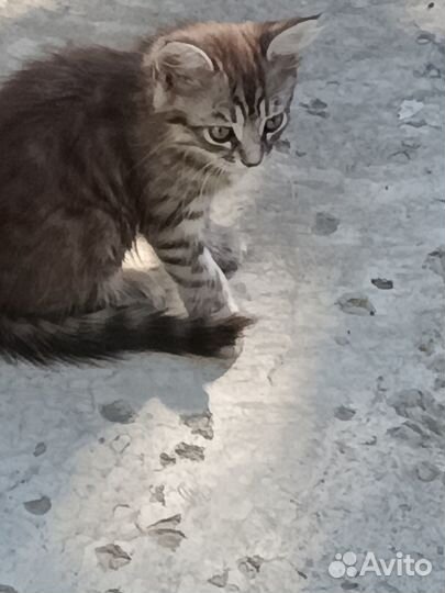 Котенок мальчик