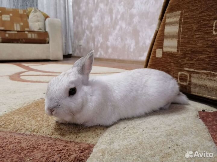 Декоративный кролик на вязку