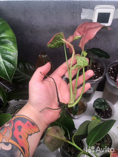 Сингониум неон робуста