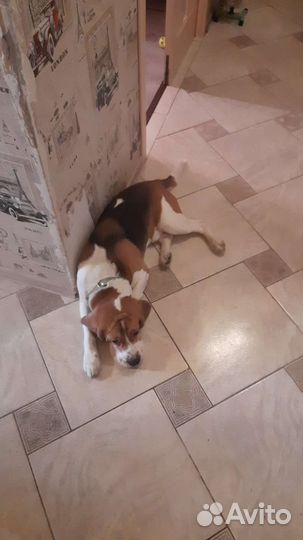 Собака бигль