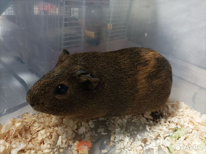 Морская свинка