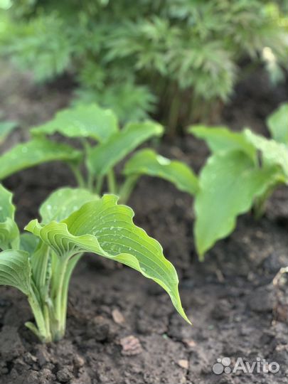 Хосты сортовые