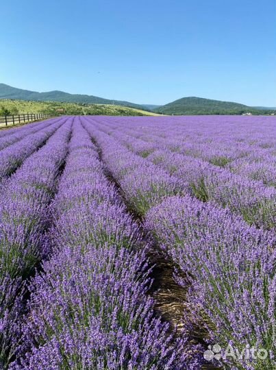 Лаванда в пучках, сбор 2023 г