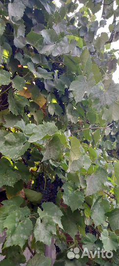 Домашний виноградный сок