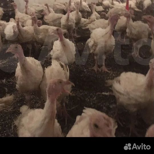 Индюки индюшата